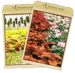 Annual Plants
